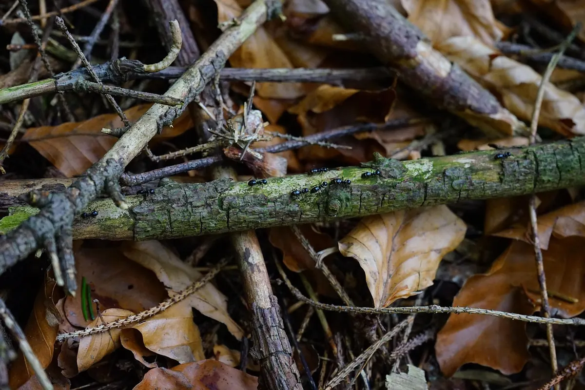 How to Leave No Trace: A Practical Guide for Everyday Adventures