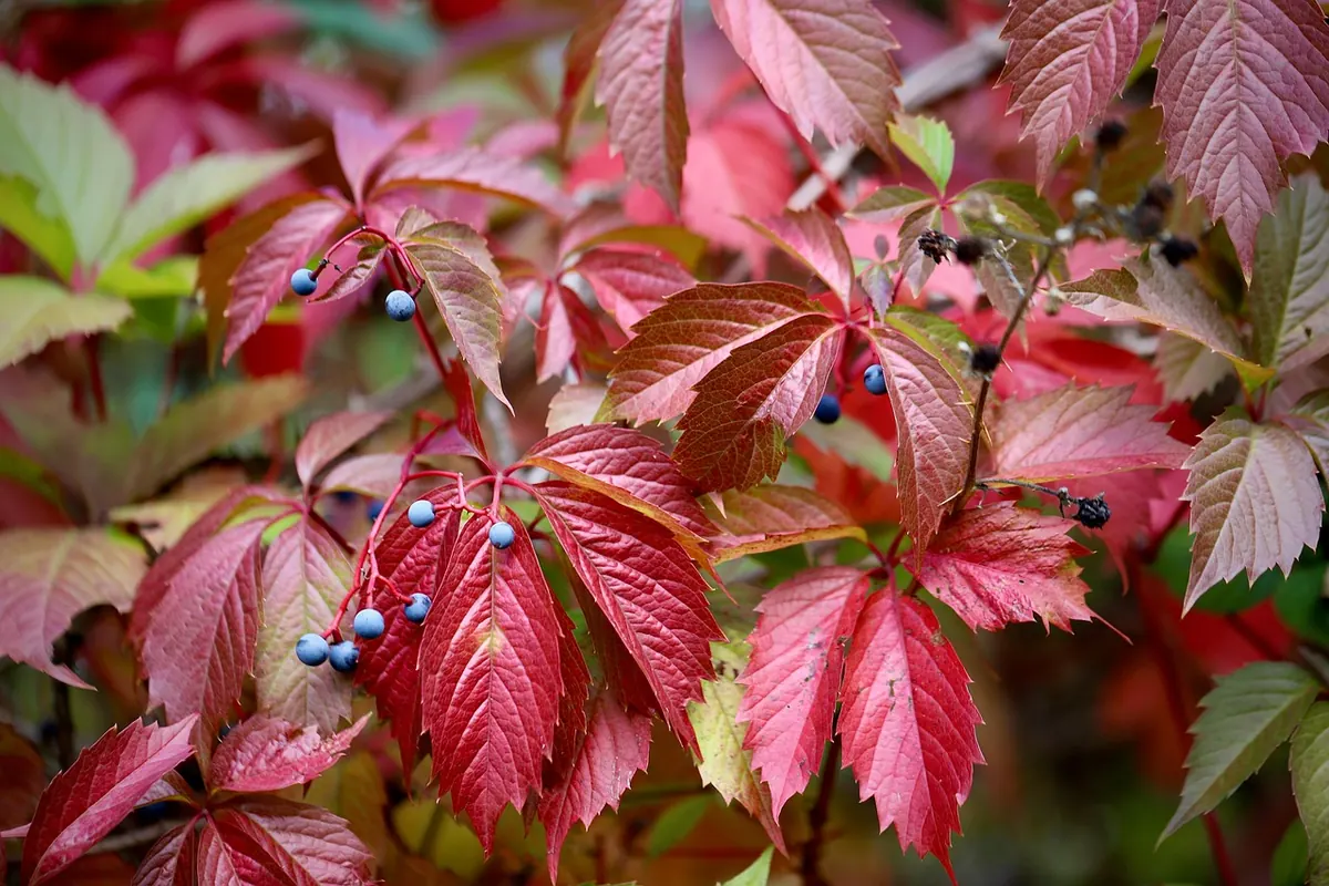 Seasonal Foraging for Beginners: What to Look For in Spring and Summer
